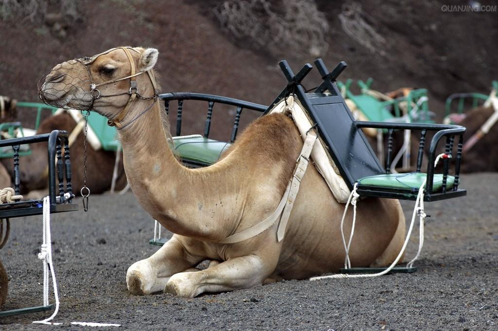 单峰骆驼怎么骑