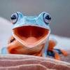 speed player for safari SkitLab