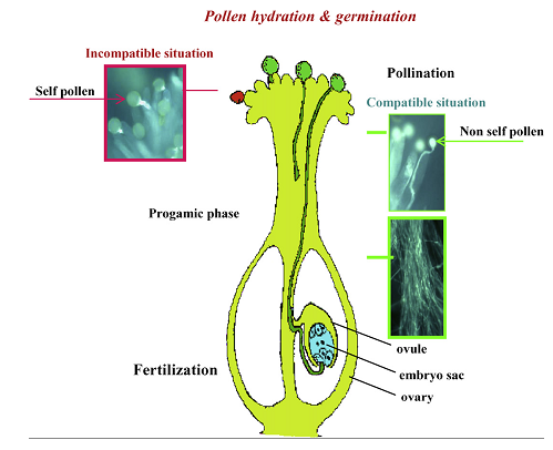 植物自交不亲和的时候发生了什么?