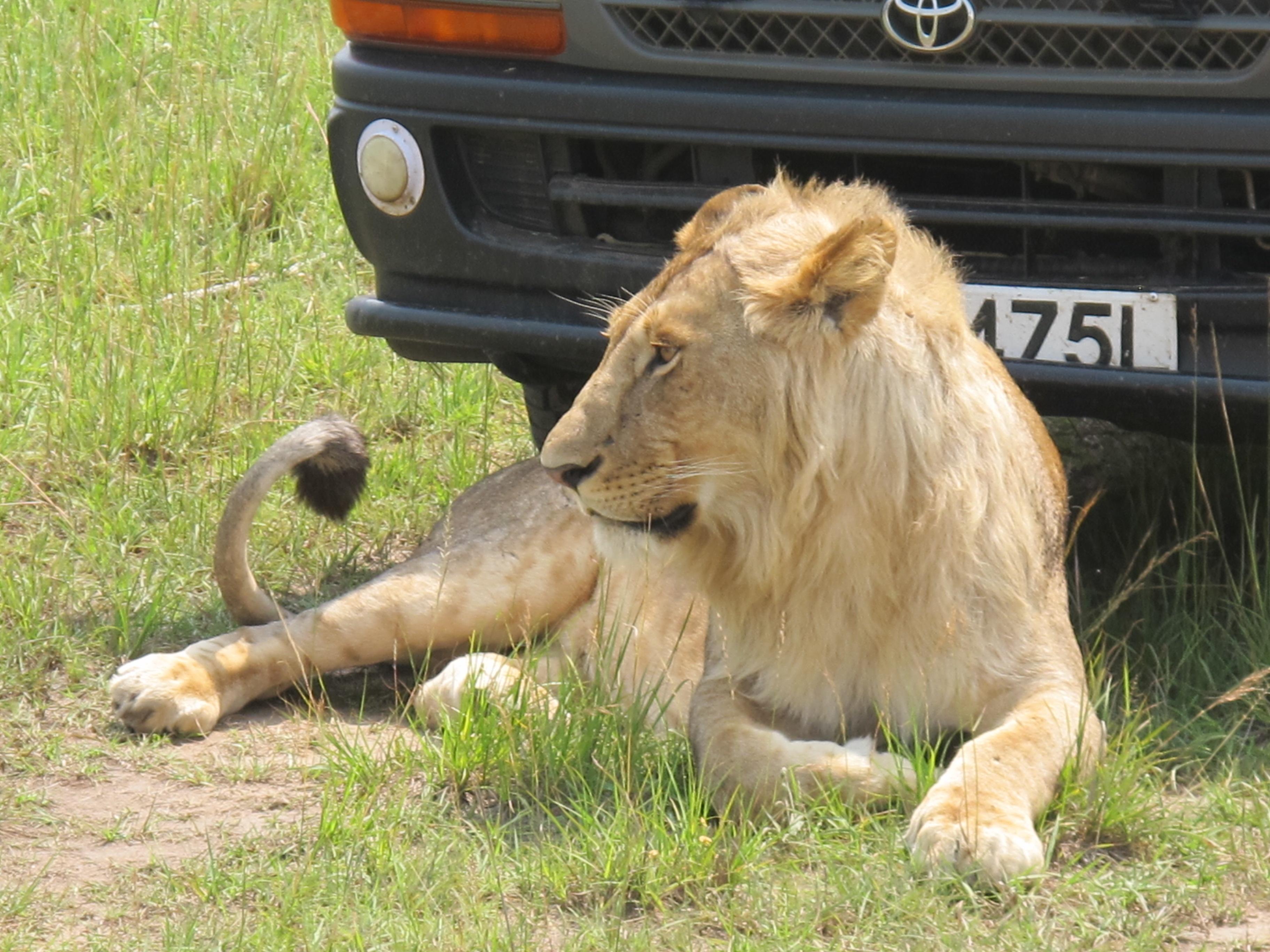 到非洲旅行带 8 岁小朋友同行有哪些需要注意的事项?
