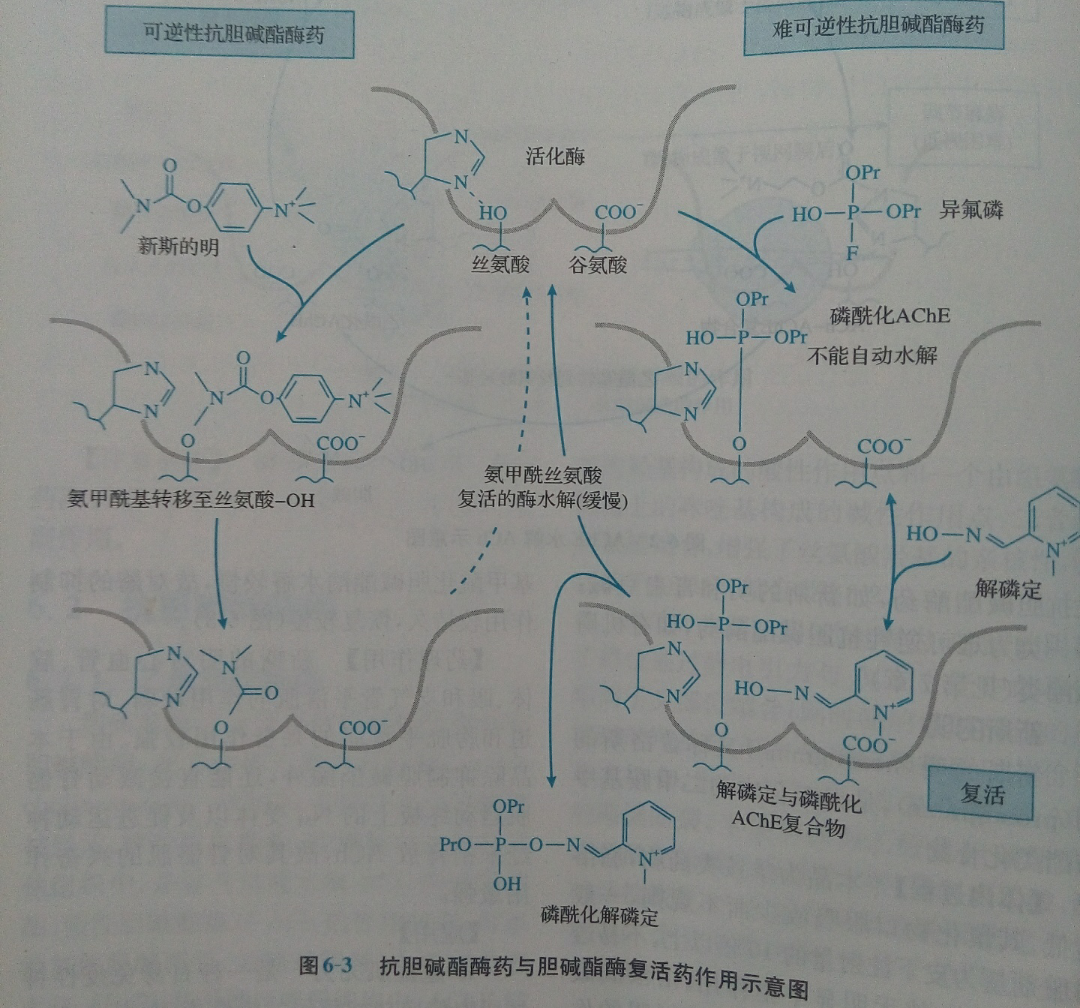 胆碱酯酶正常值图片
