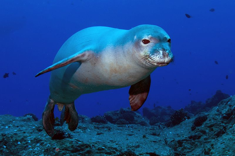 海豹海獅海狗有什麼區別