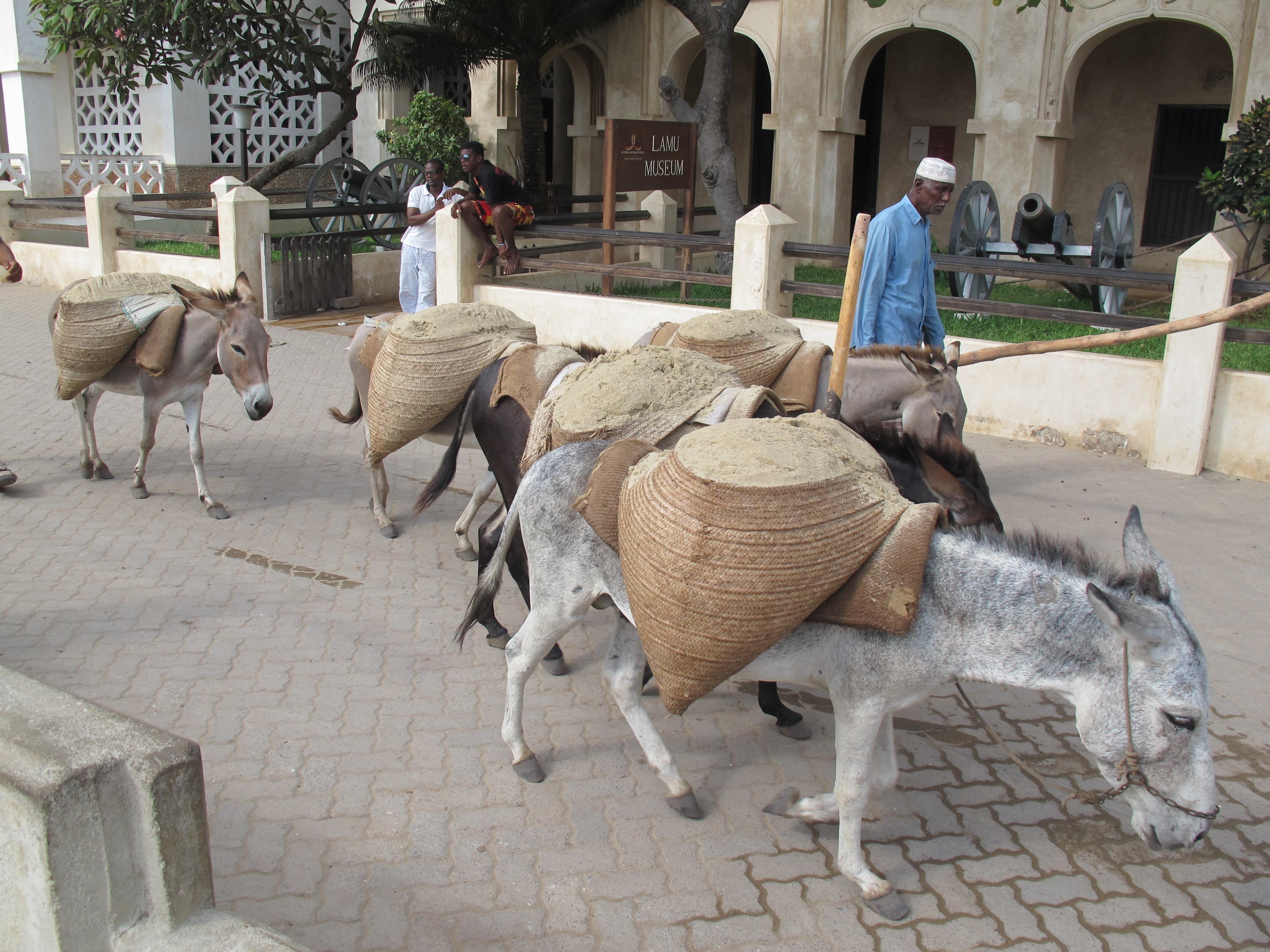 到非洲旅行带 8 岁小朋友同行有哪些需要注意的事项?