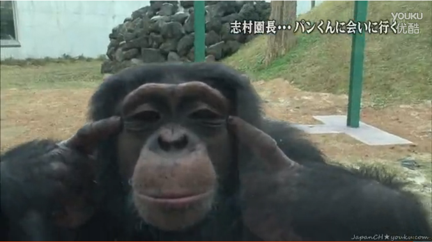 想知道日本猩猩小庞的近况?
