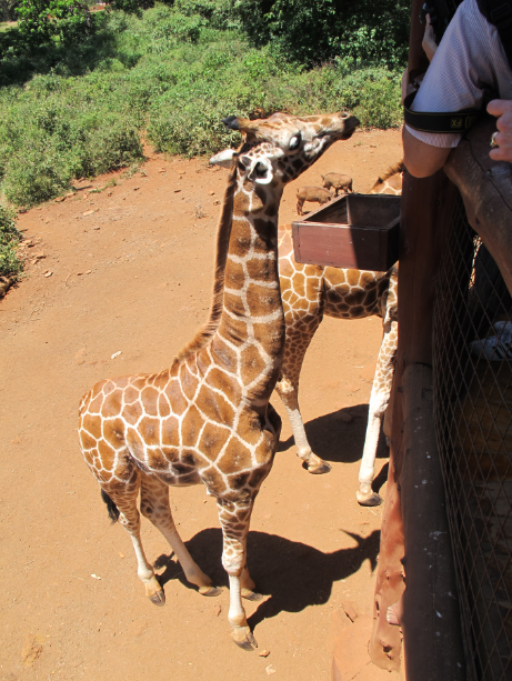 到非洲旅行带 8 岁小朋友同行有哪些需要注意的事项?