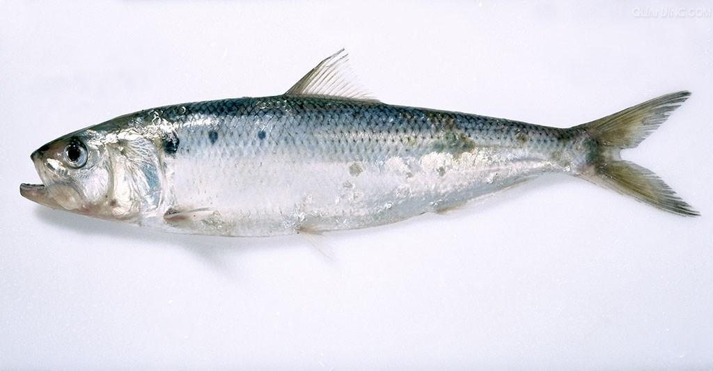鲱鱼是一种什么样的鱼? - 知乎