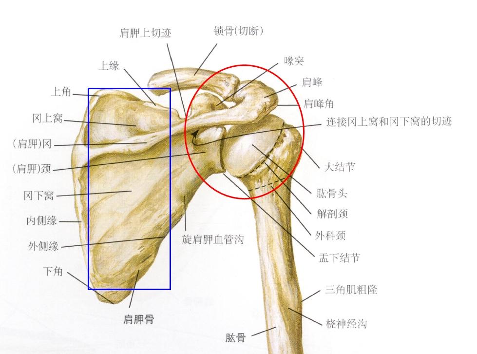 《急诊室故事》第二季 20151105 肩胛骨粉碎性骨折应该如何处理?