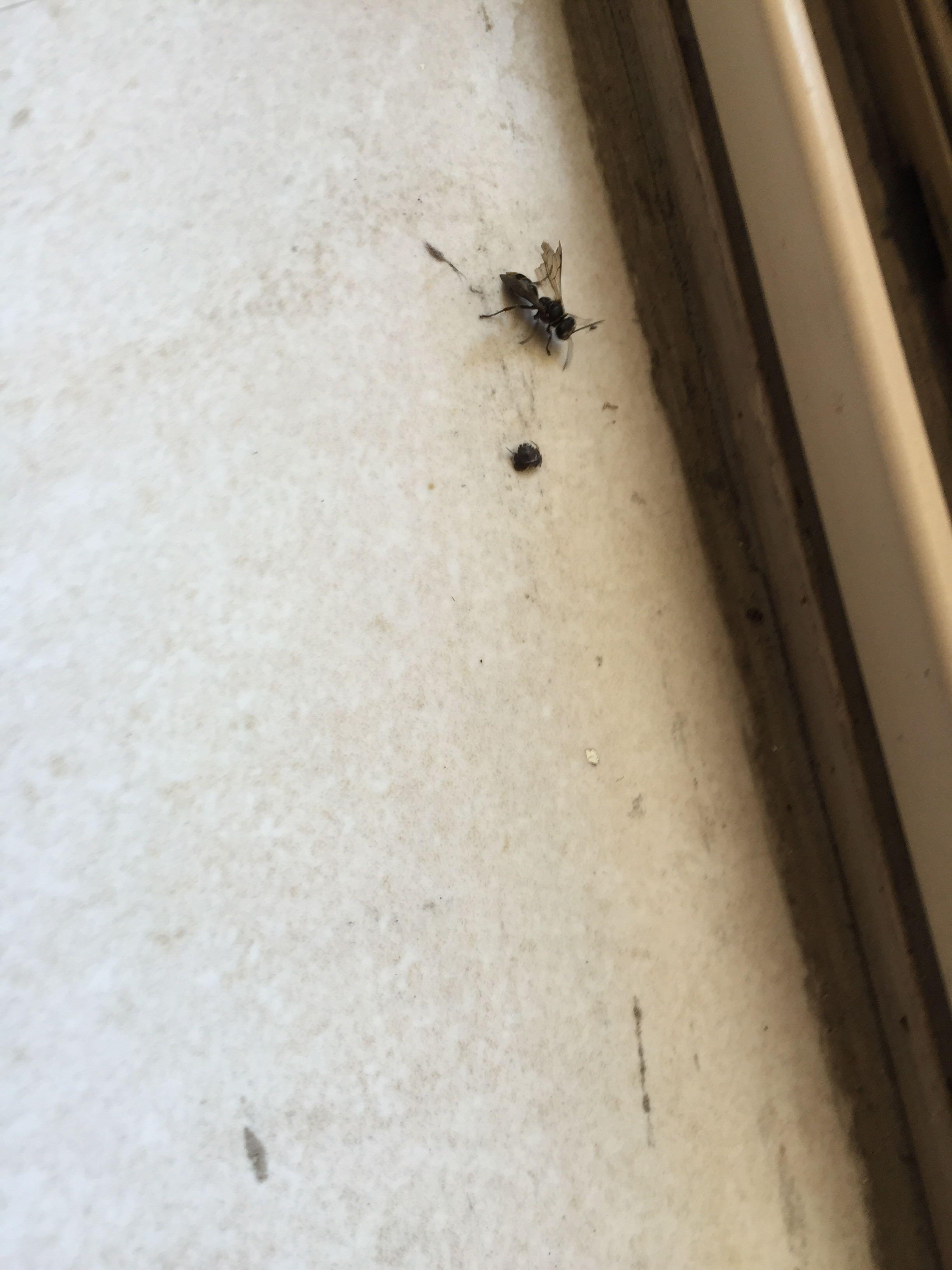 猫咪可以轻松搞死一只苍蝇吗