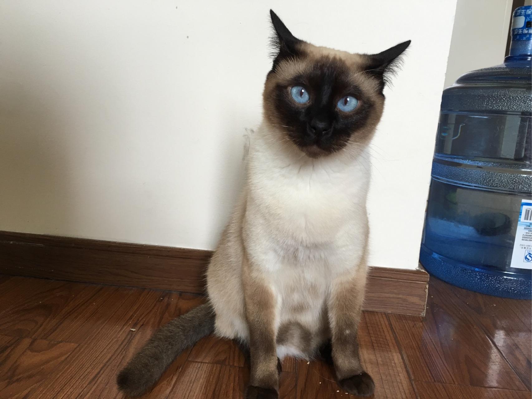 纯种暹罗猫是不是长得很瘦长腿长脚的