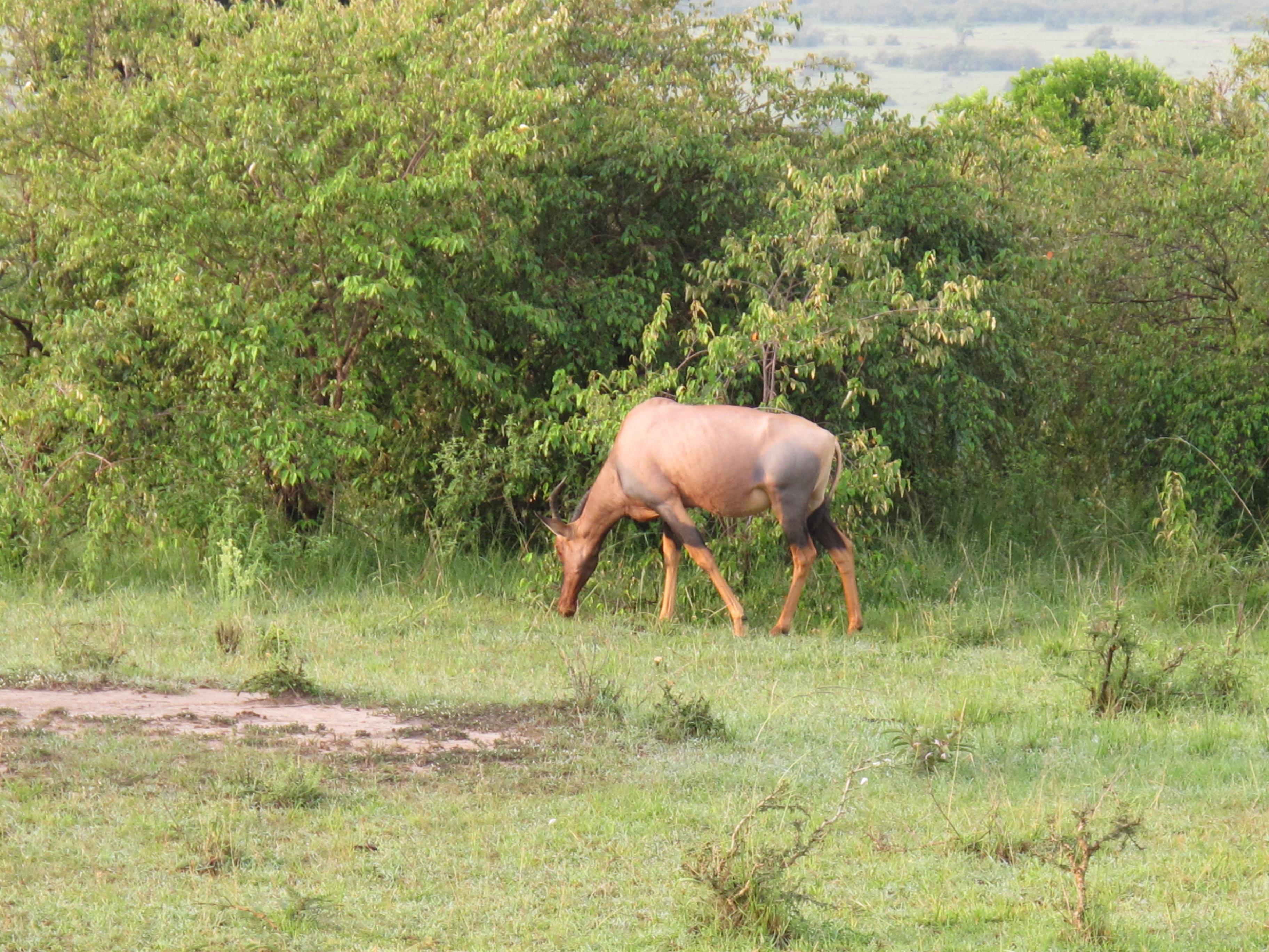 到非洲旅行带 8 岁小朋友同行有哪些需要注意的事项?