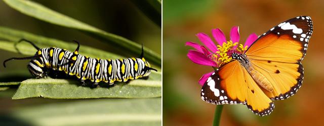 所有毛毛虫都可以变成蝴蝶吗?