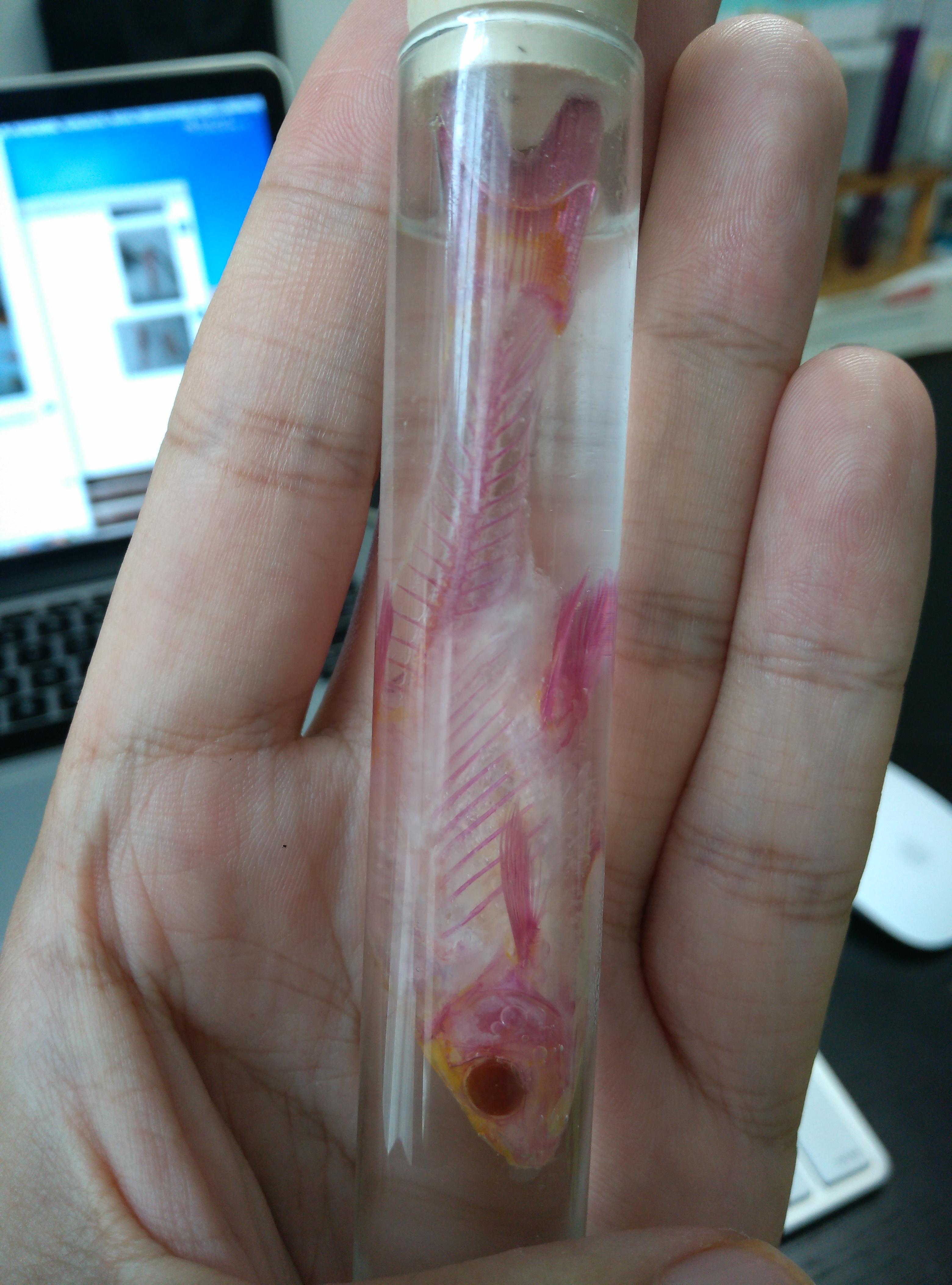 如何手工制作透明鱼骨标本? - 知乎