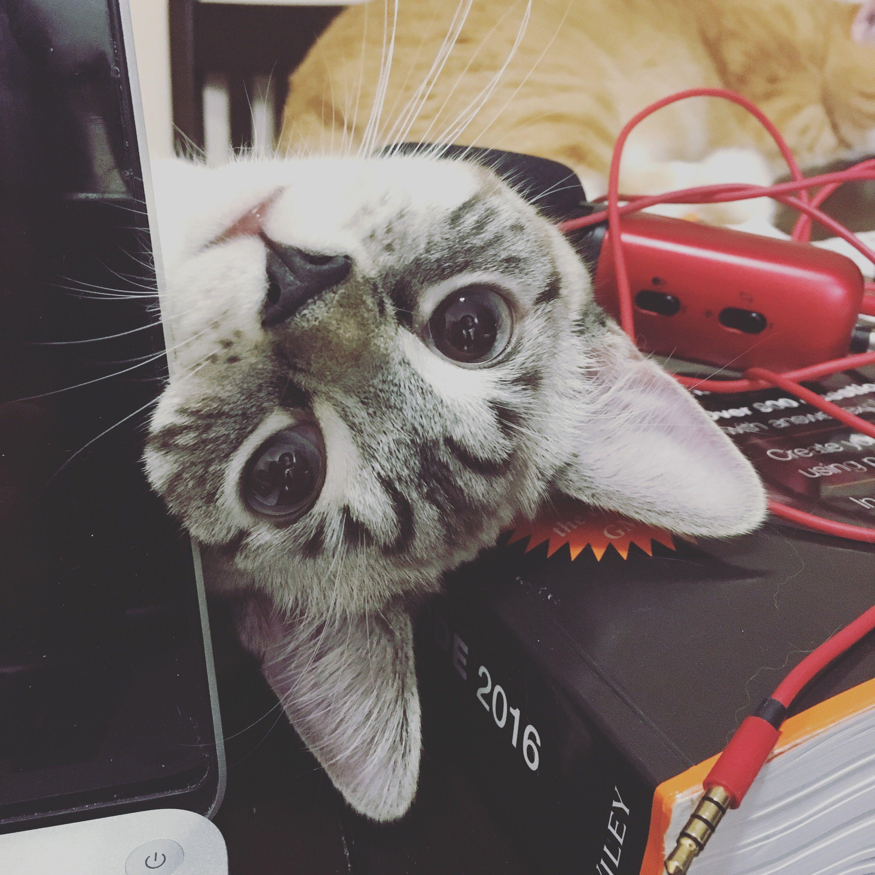 暹罗猫有山猫纹手套色么? - 知乎