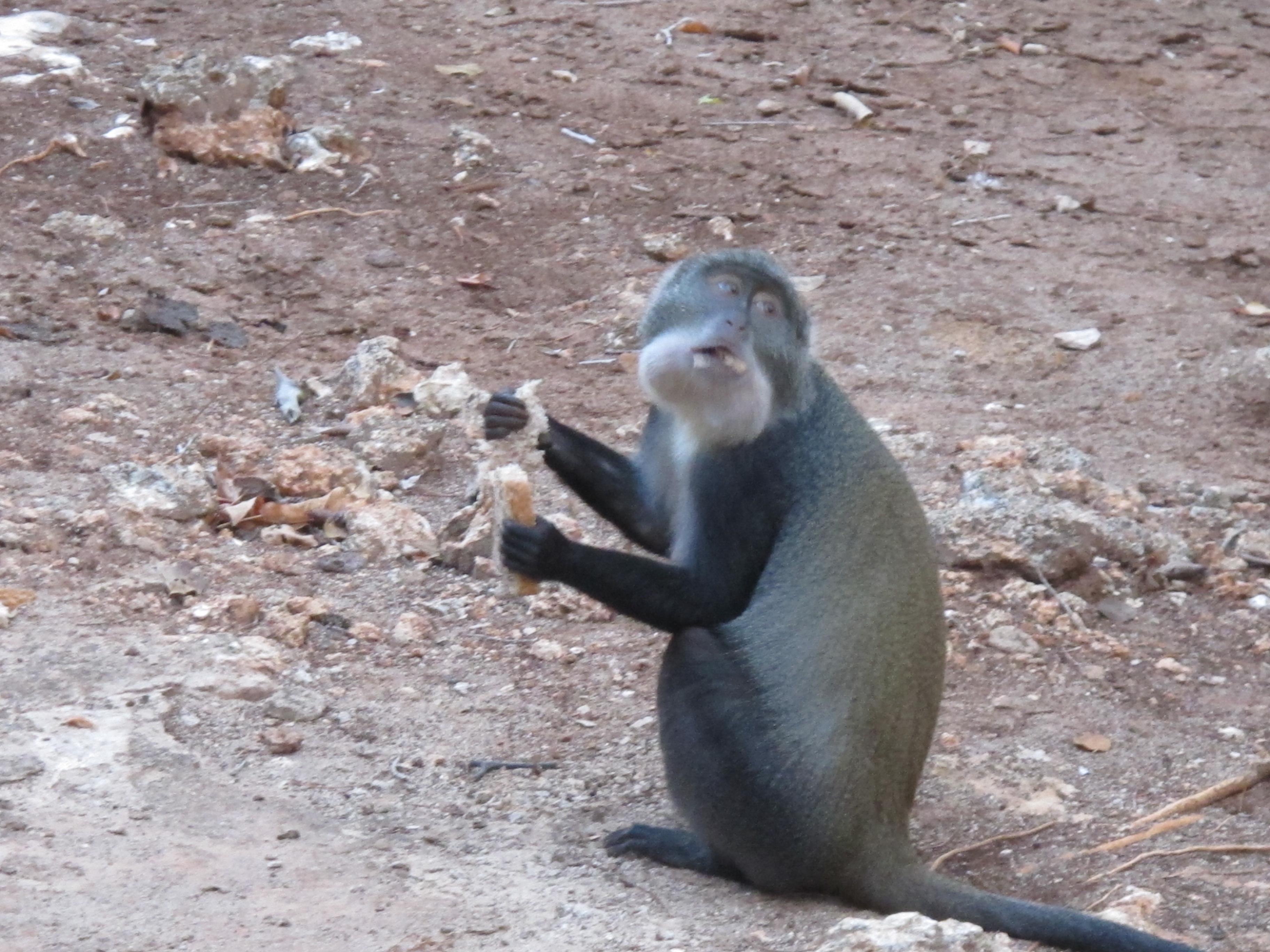 到非洲旅行带 8 岁小朋友同行有哪些需要注意的事项?