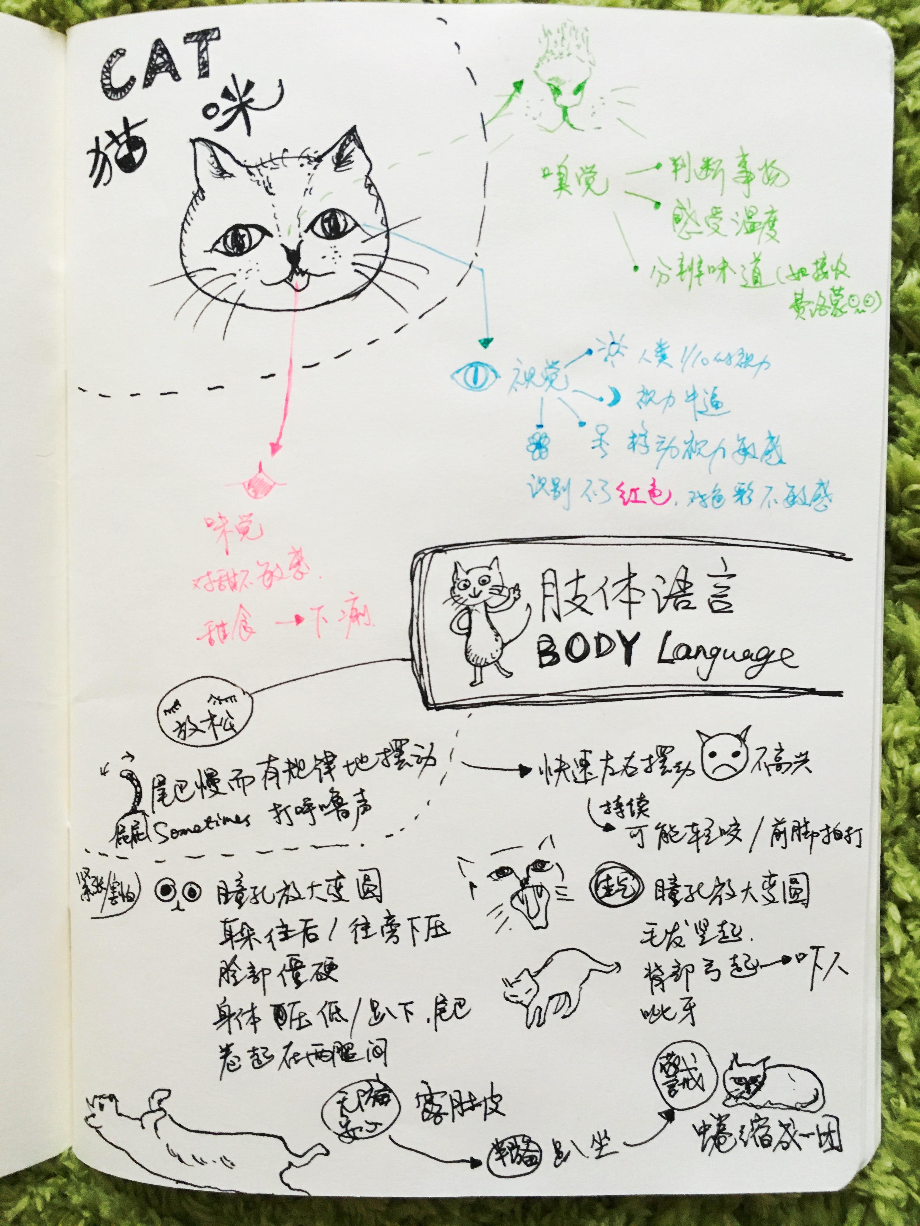 猫摄影教程笔记下载免费，技巧教学大全