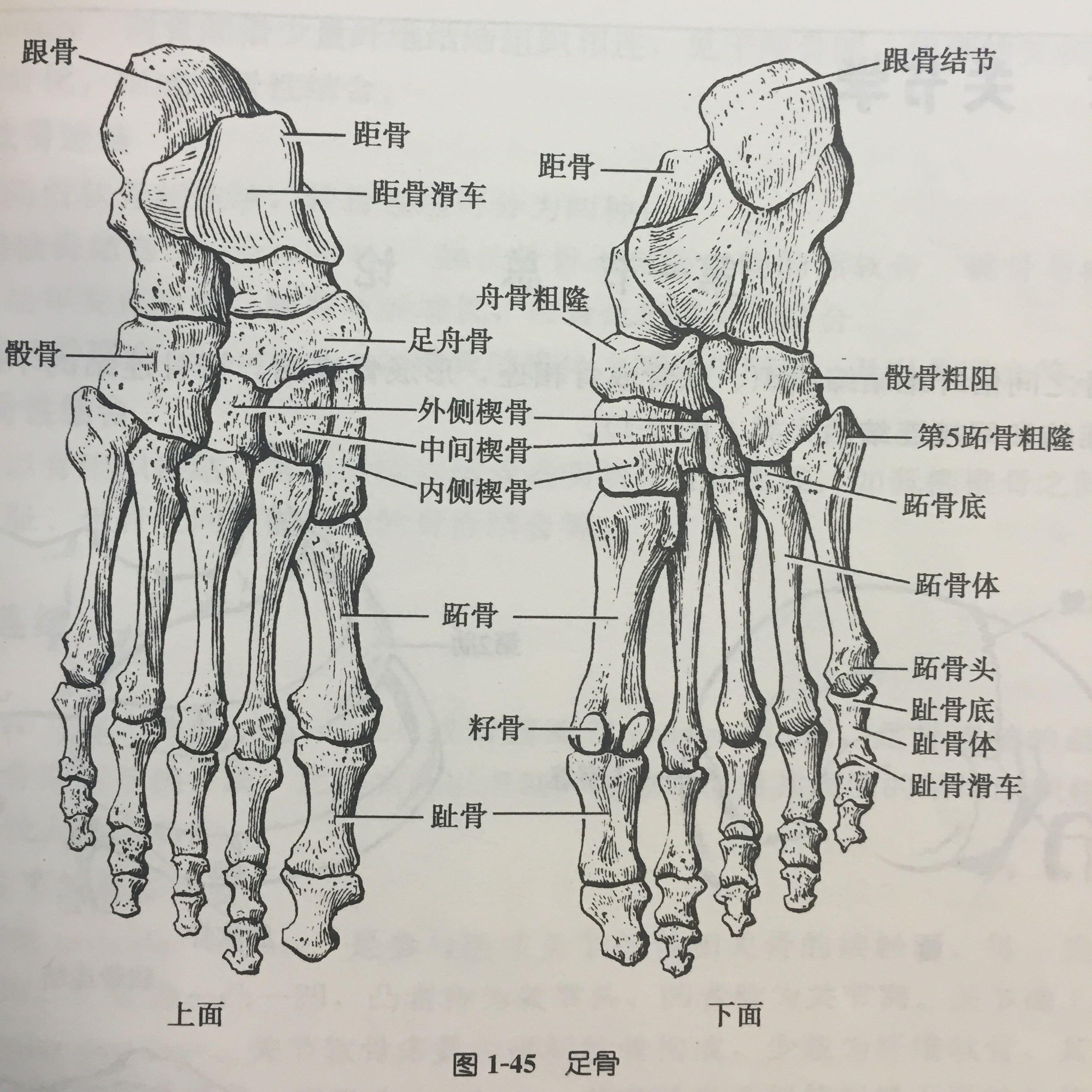足・足首の解剖学
