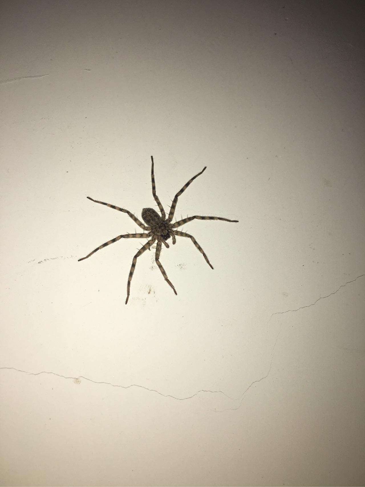 白额高脚蜘蛛是这样的么