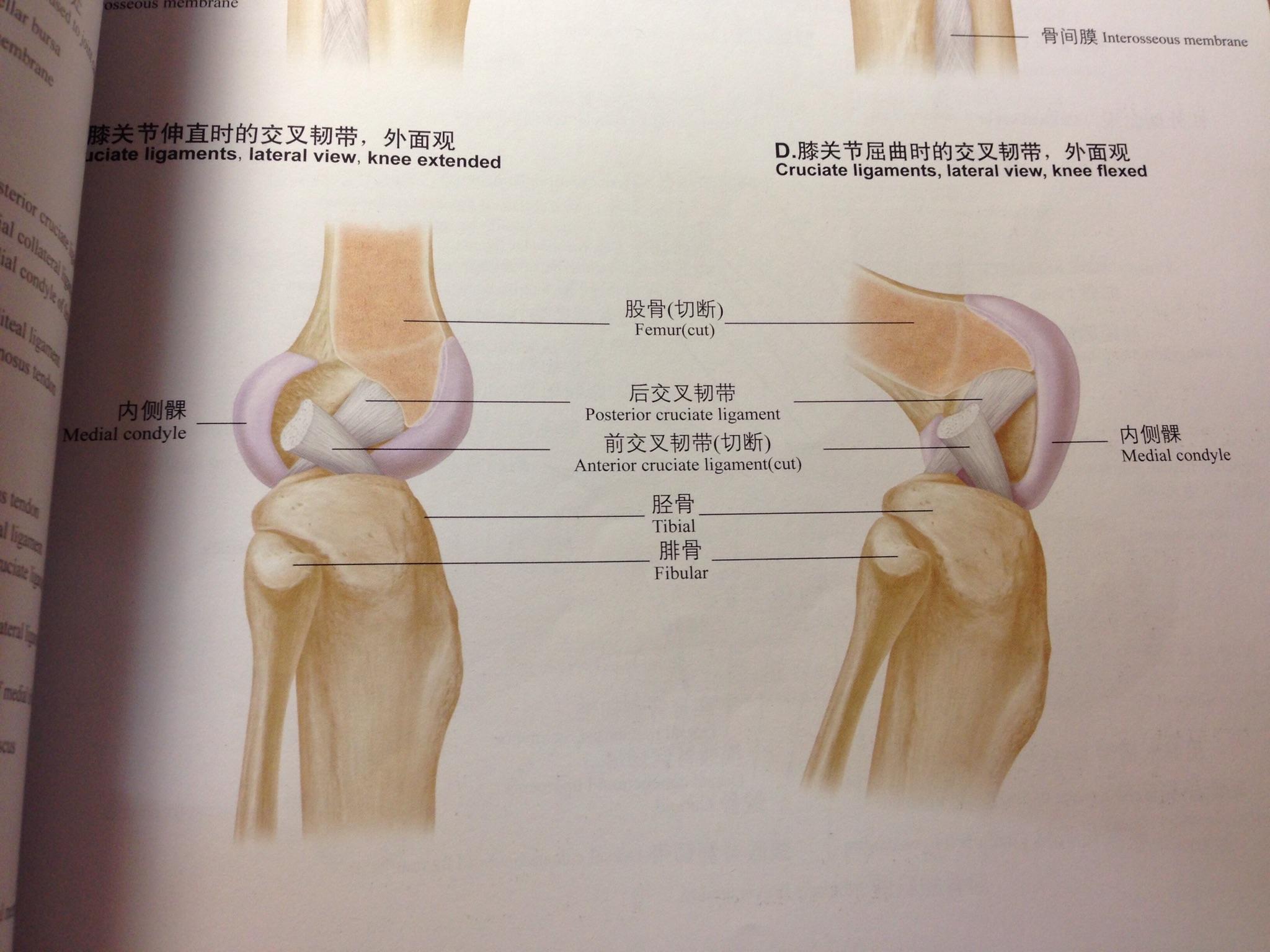 大腿韧带分布图片