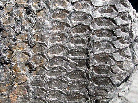 古植物封印木的名称是怎么来的?