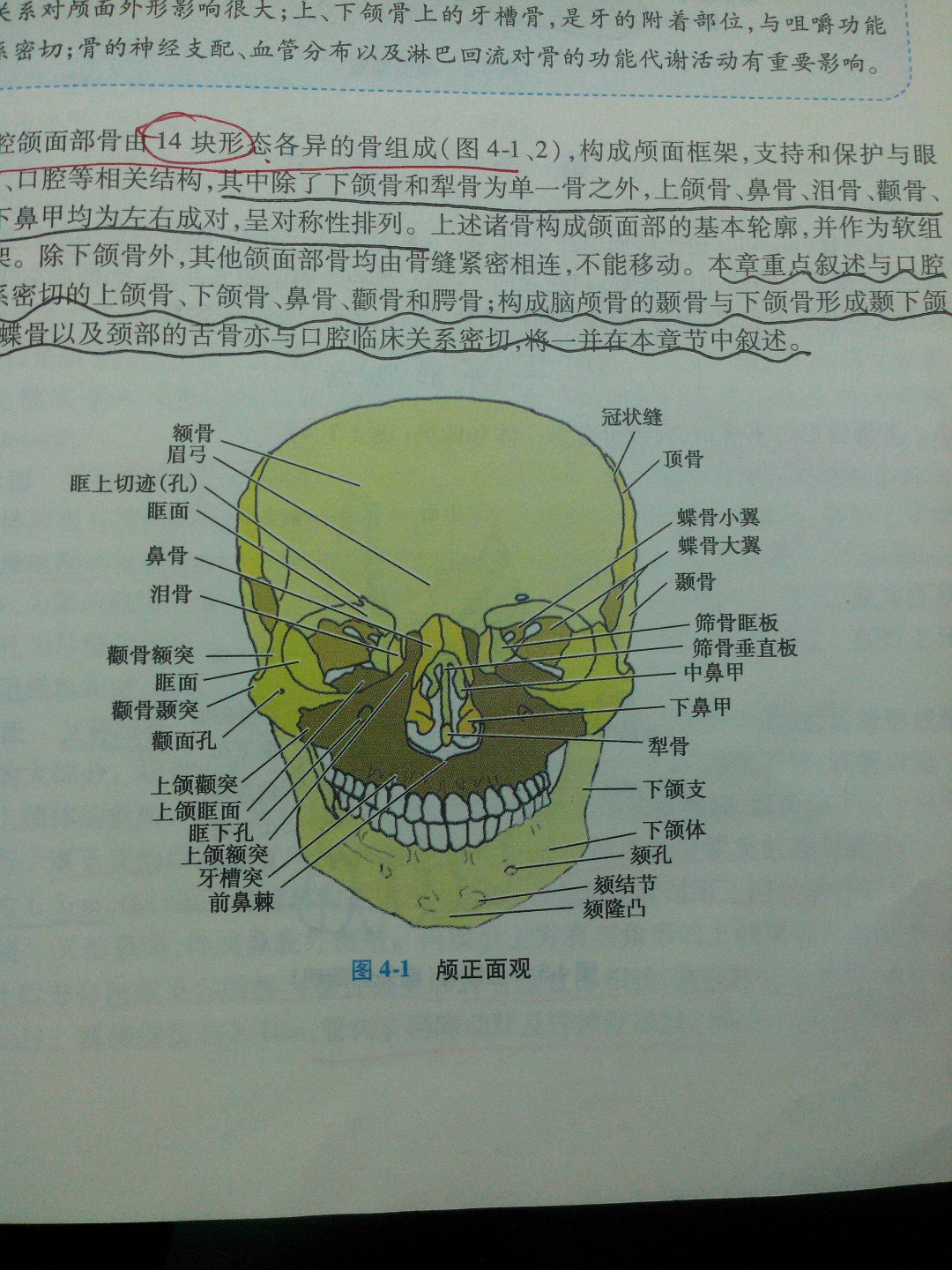 顎顎頷頜頦這幾個字在醫學上對應的部位分別是什麼