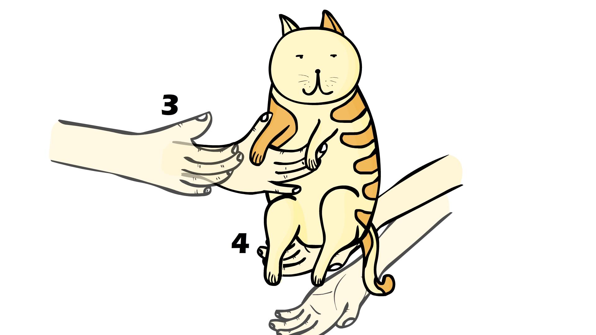 抱起猫的正确姿势是怎样? - 知乎