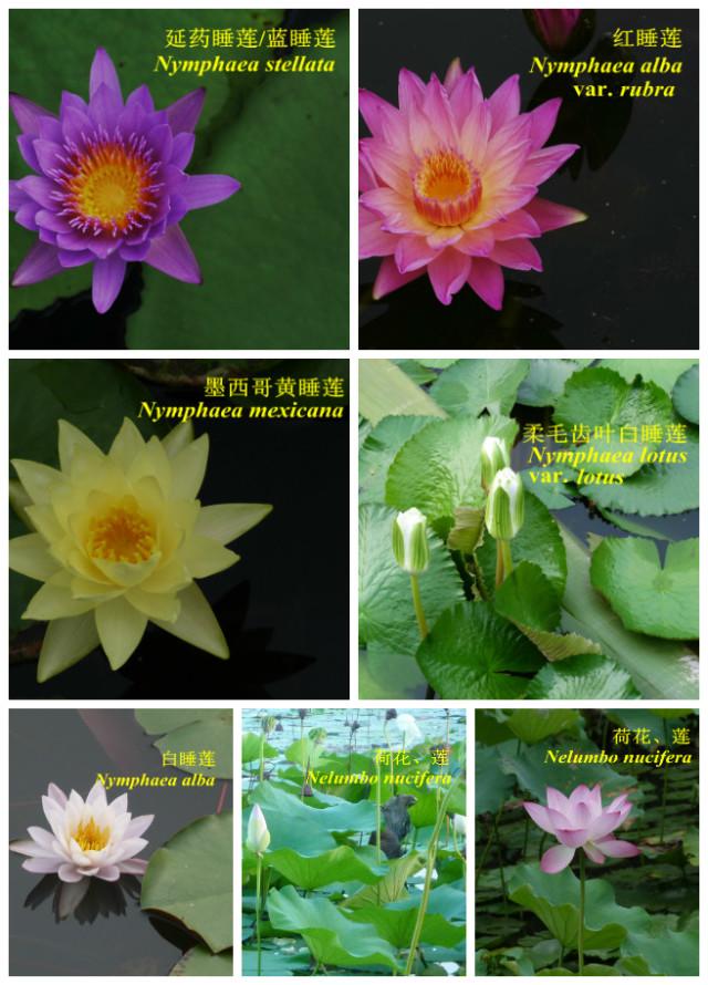 睡莲水莲莲花荷花有什么区别