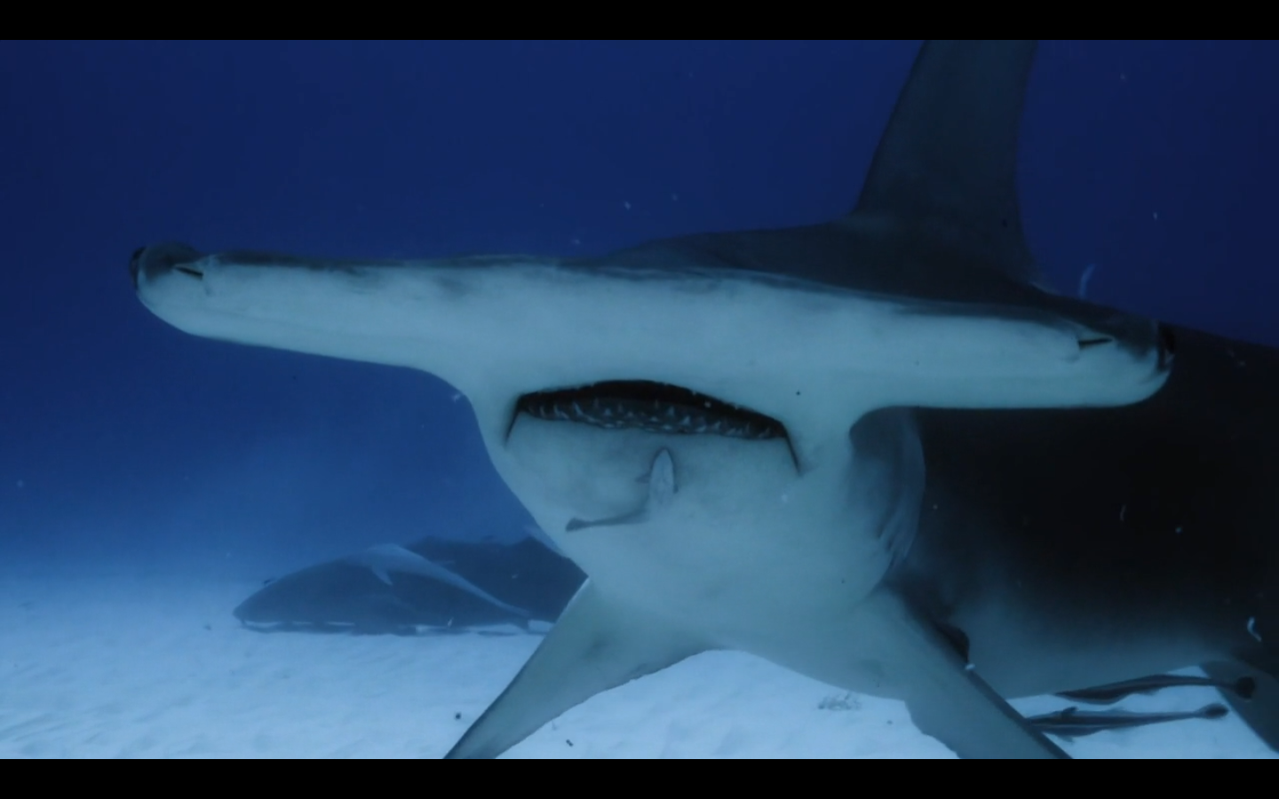 伟大的双髻鲨 库存照片. 图片 包括有 空白, 巨浪, 戽水者, 双髻鲛, 含沙, 水下, 瓶颈, 极大 - 76716602