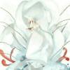 Zhihu profile picture for @beak