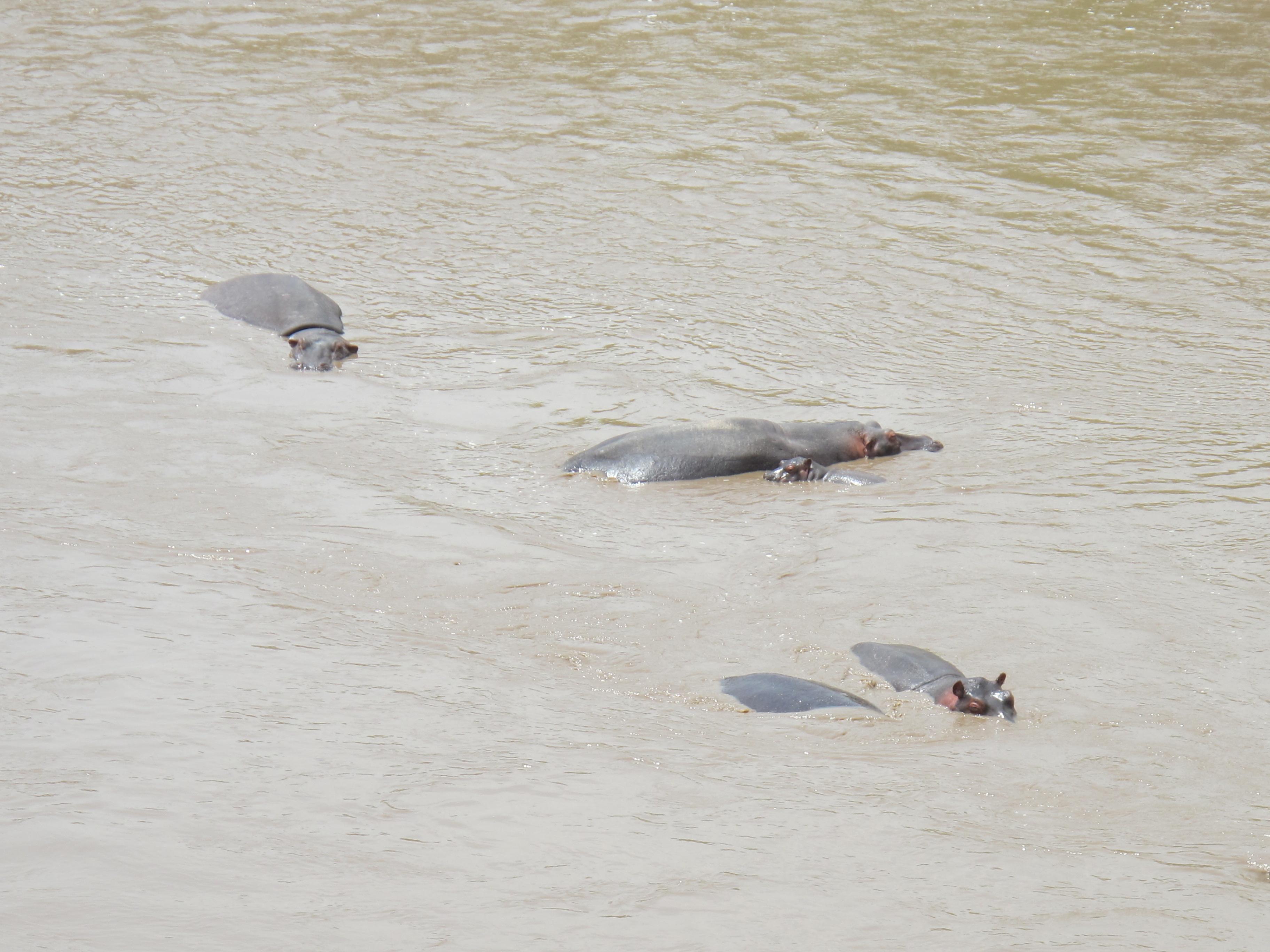 到非洲旅行带 8 岁小朋友同行有哪些需要注意的事项?