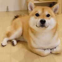 Zhihu profile picture for @barge