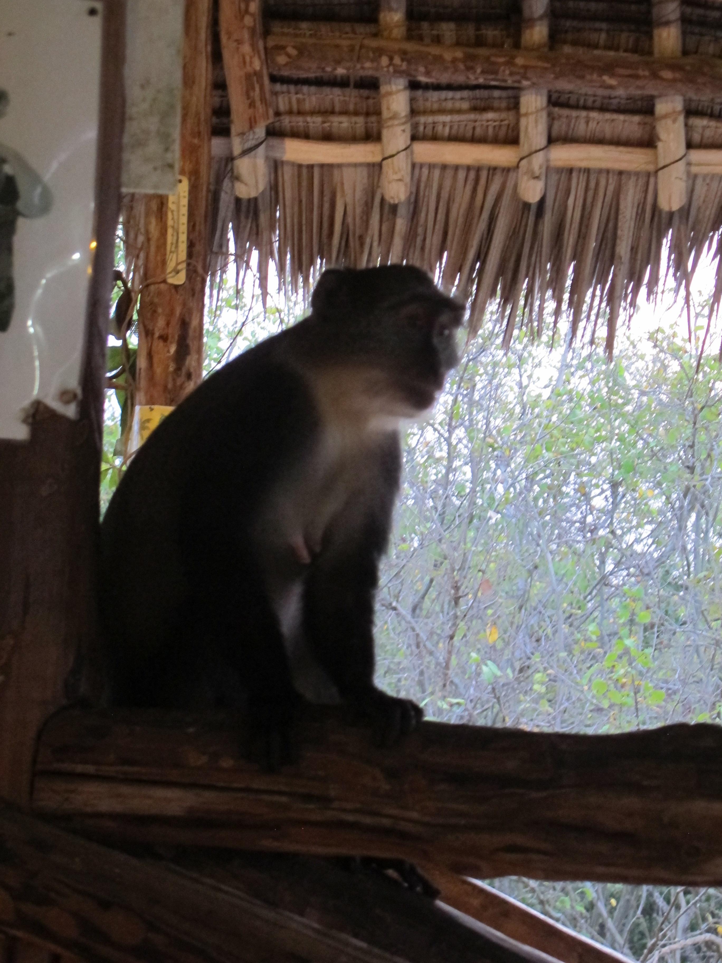 到非洲旅行带 8 岁小朋友同行有哪些需要注意的事项?