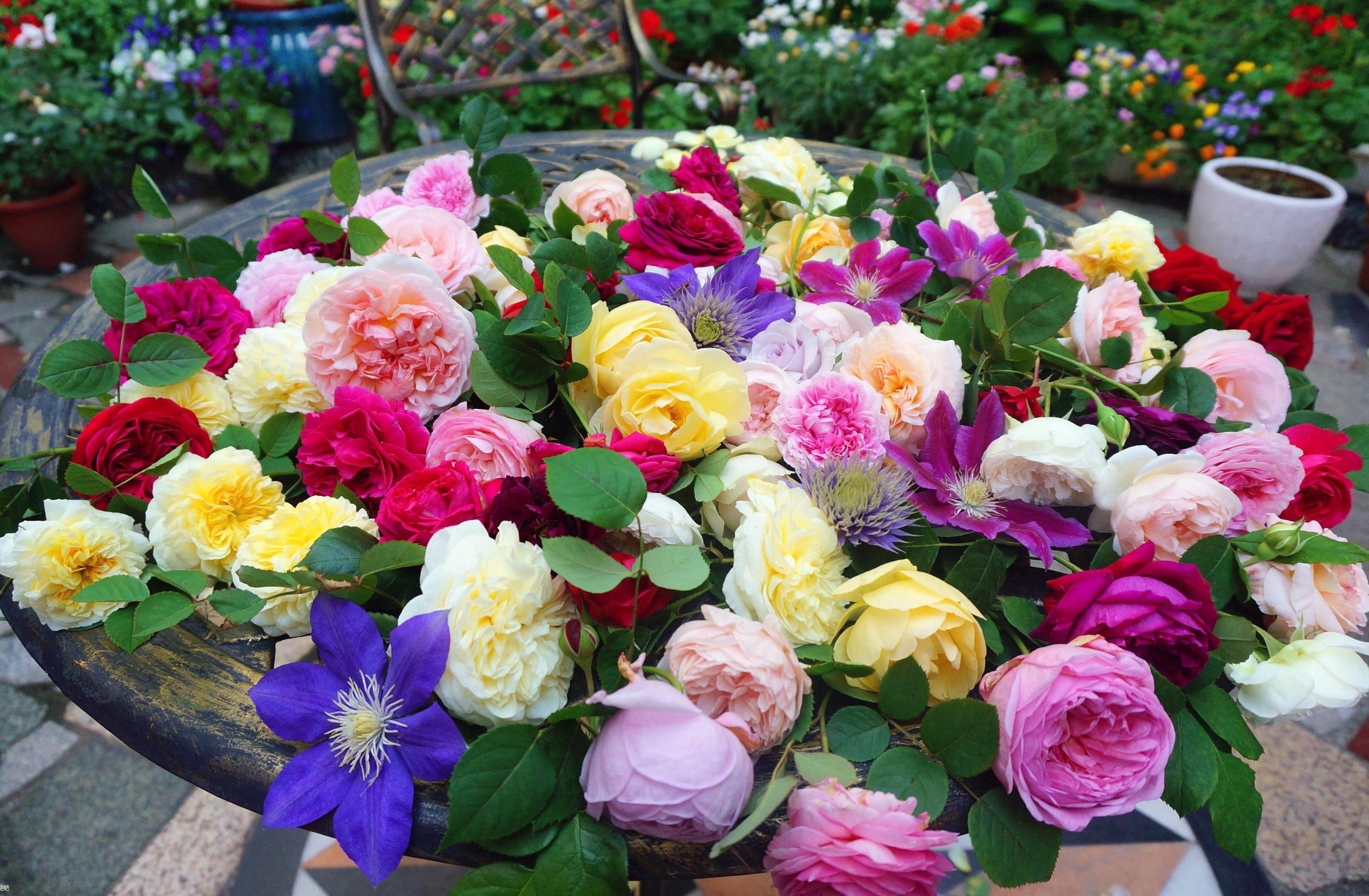 什么花最好养又大朵色彩也比较鲜艳