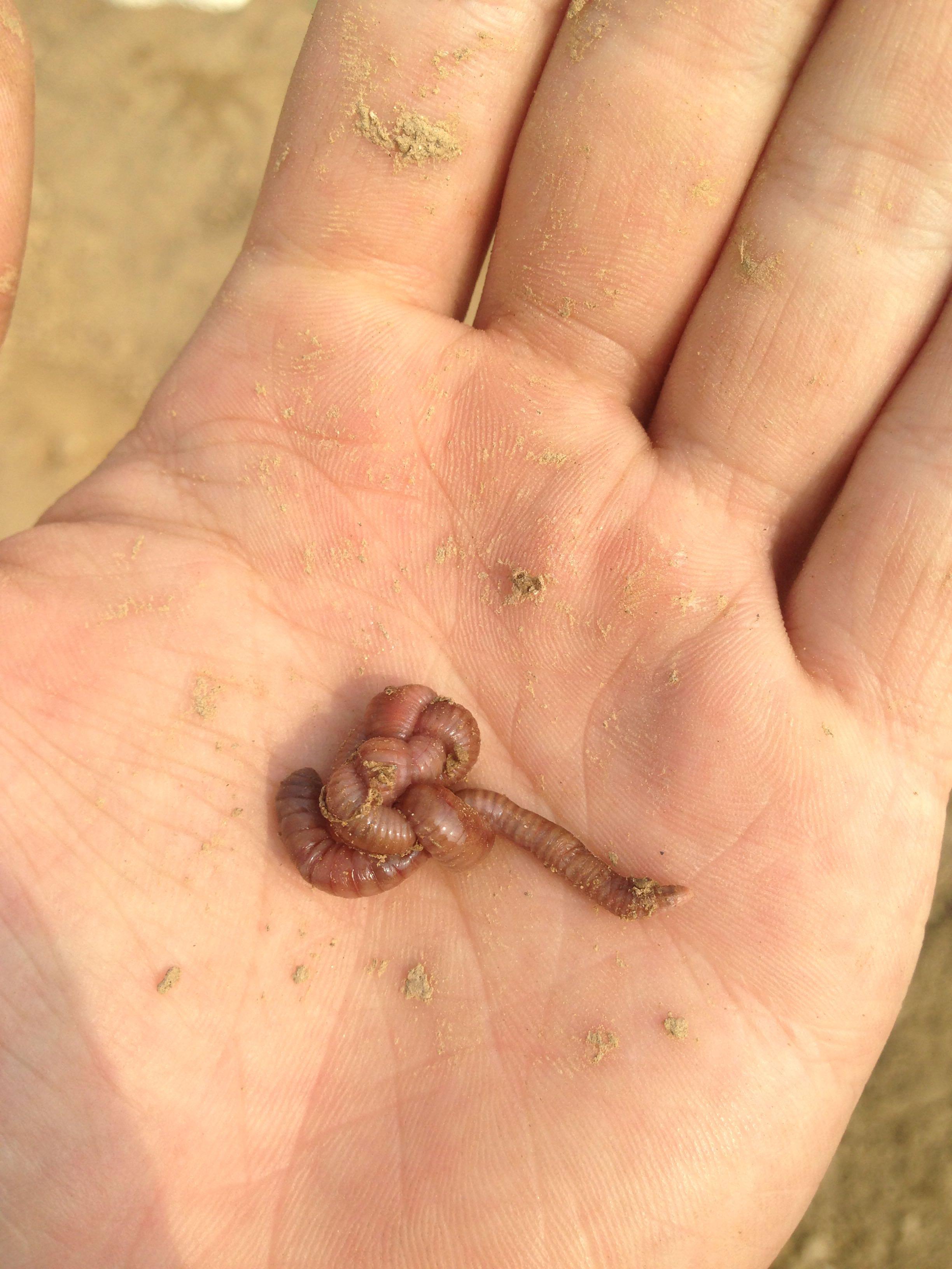 蚯蚓打结会怎样?