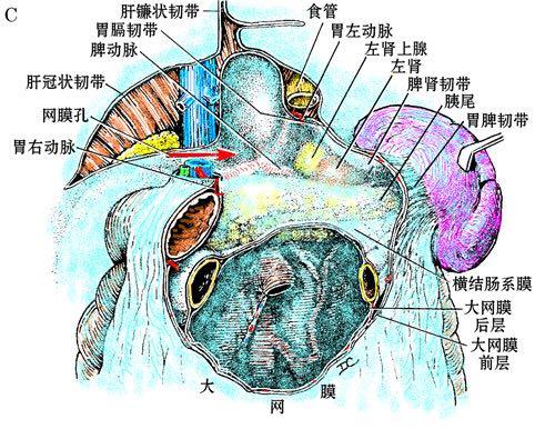 内脏是简单地堆在肚子里的吗