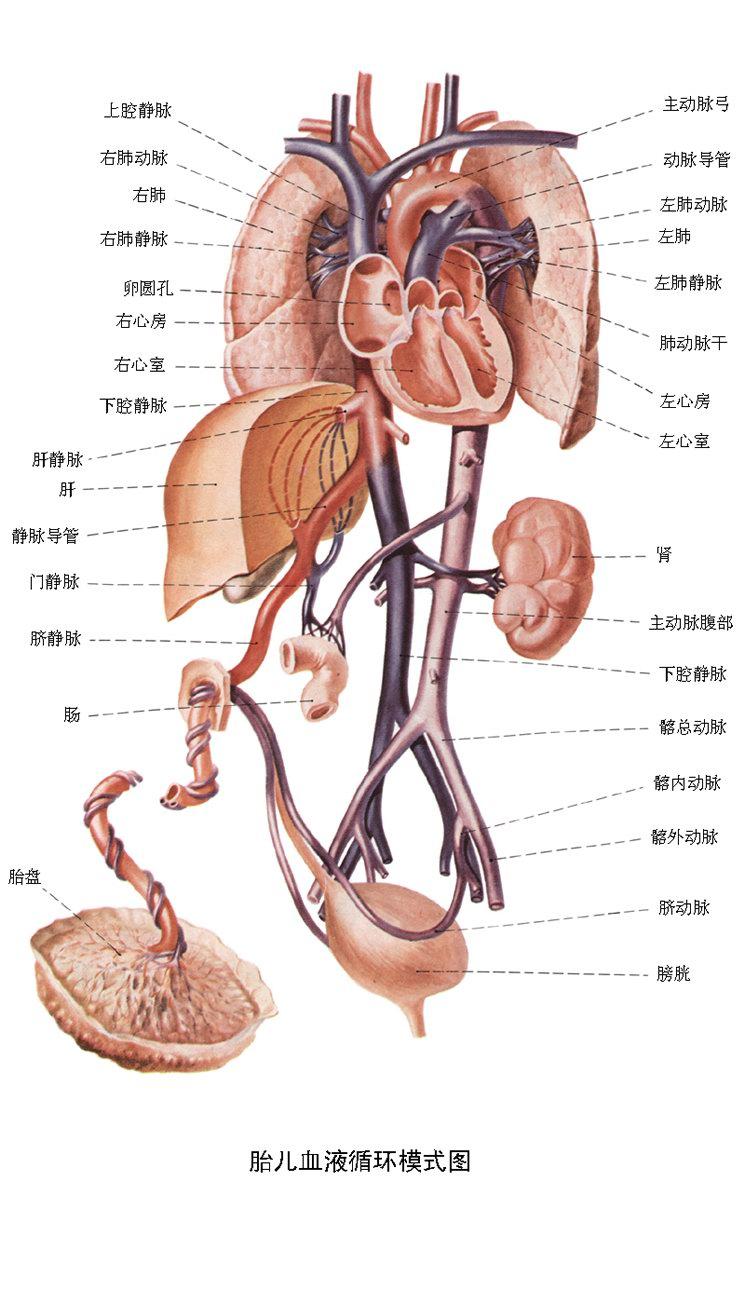 人体肚脐解剖图图片