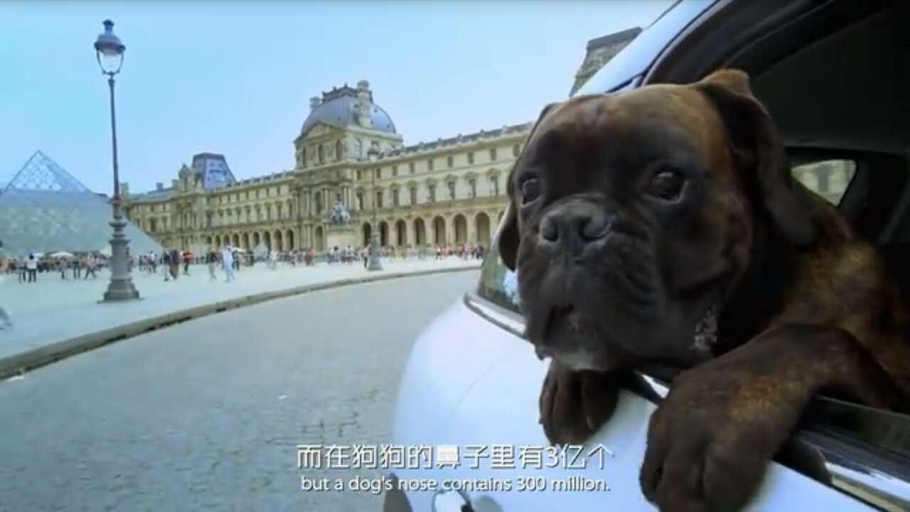 seoDog论坛官网_短片seadog排行榜 seoDog论坛官网_短片seadog排行榜（seowhy论坛） 磁力资讯