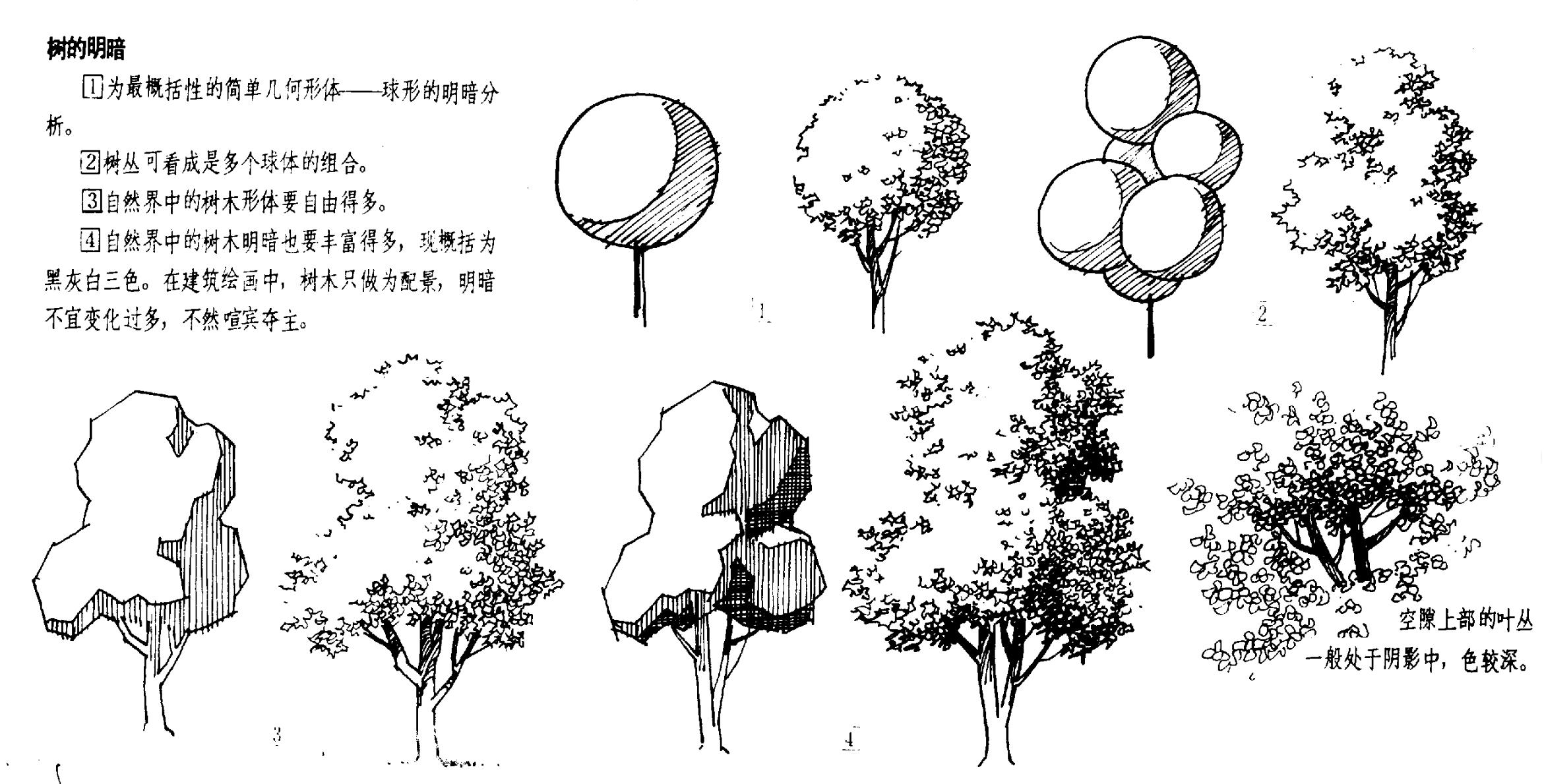 景观手绘中树怎么画比较好看