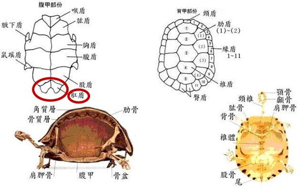 乌龟身体结构图示图片