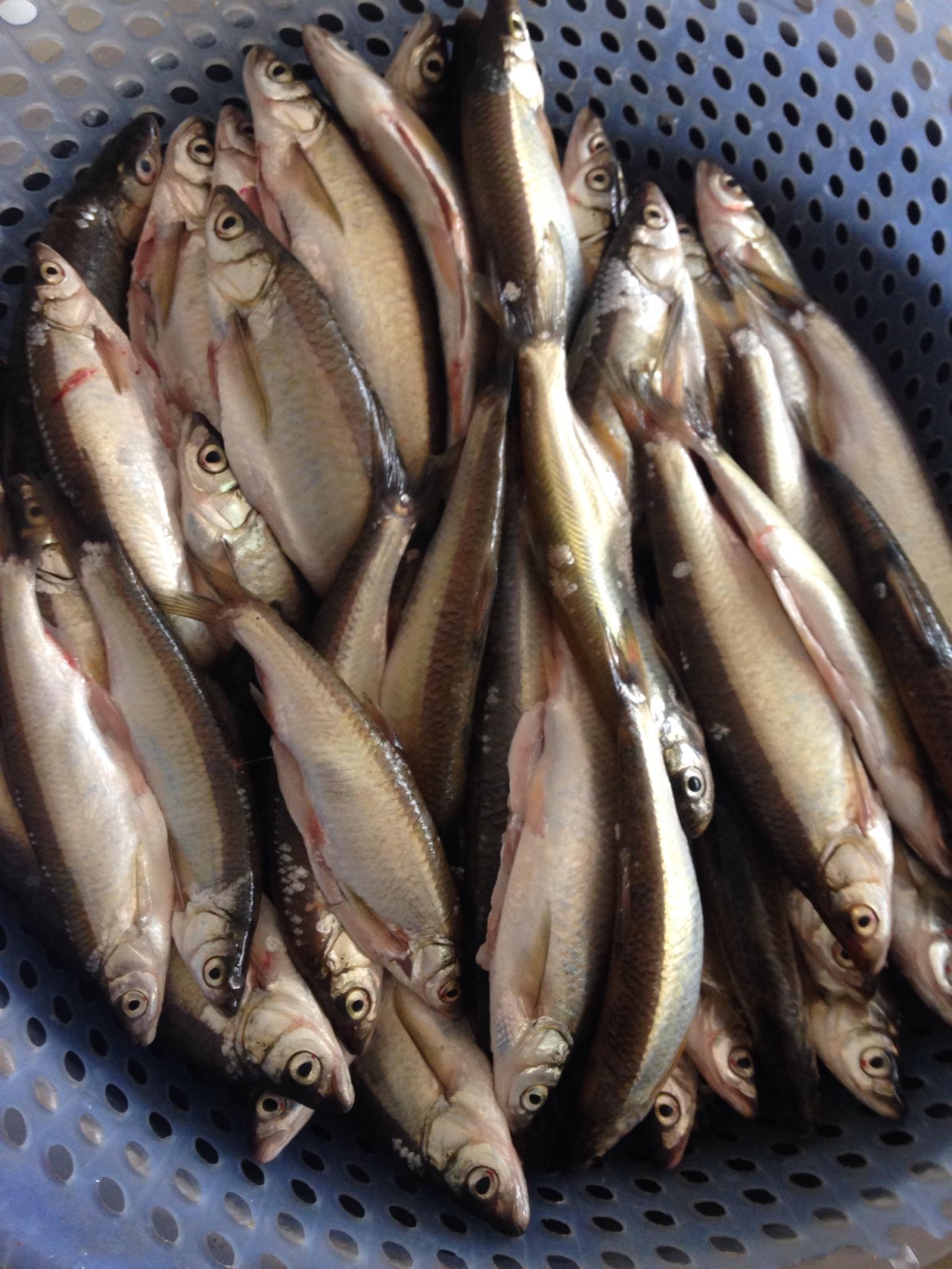 白条鱼是什么鱼