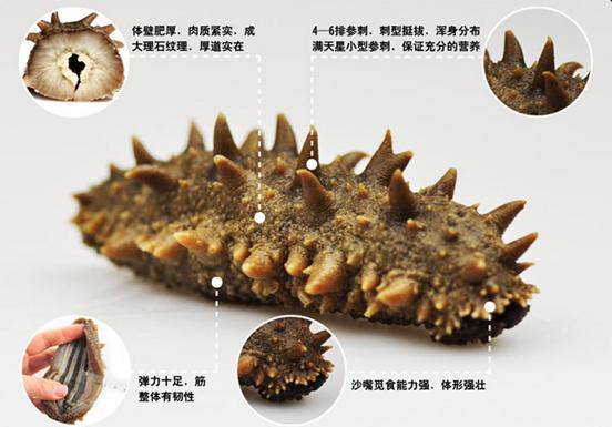 南京海參的種類與功效你瞭解多少