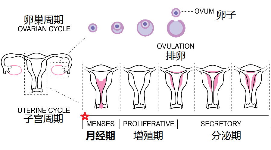 痛经是怎么回事啊