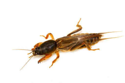 如何区分罗氏虾,基围虾,大头虾,青虾,九节虾,花虾,竹节虾,对虾,沙虾