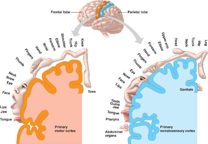脑科学界著名的感观侏儒sensoryhomunculus图是如何得出的