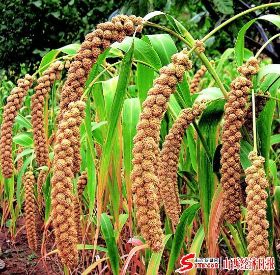 五谷中的稻黍稷麻豆分别在现代指的是什么作物啊