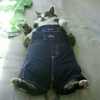 奇怪的猫