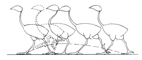 生物进化 鸟纲动物 生物学 为什么所有鸟类