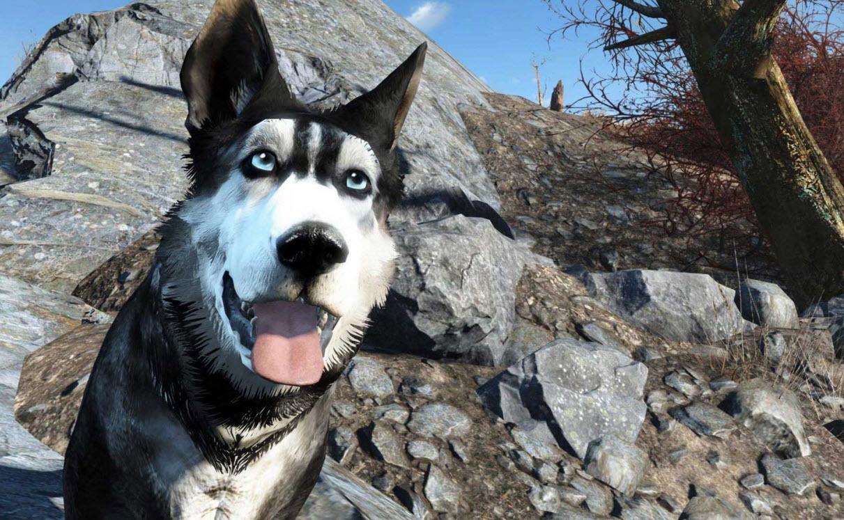 辐射4中怎么对狗表示爱意