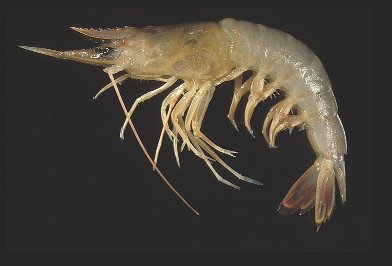 如何区分罗氏虾,基围虾,大头虾,青虾,九节虾,花虾,竹节虾,对虾,沙虾