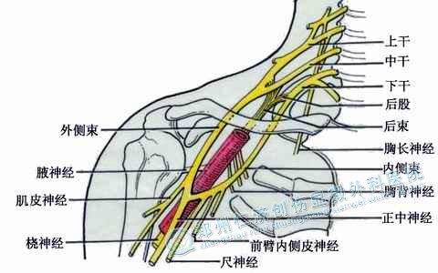 古代琵琶骨怎么穿图片