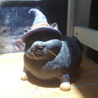 Zhihu profile picture for @castor